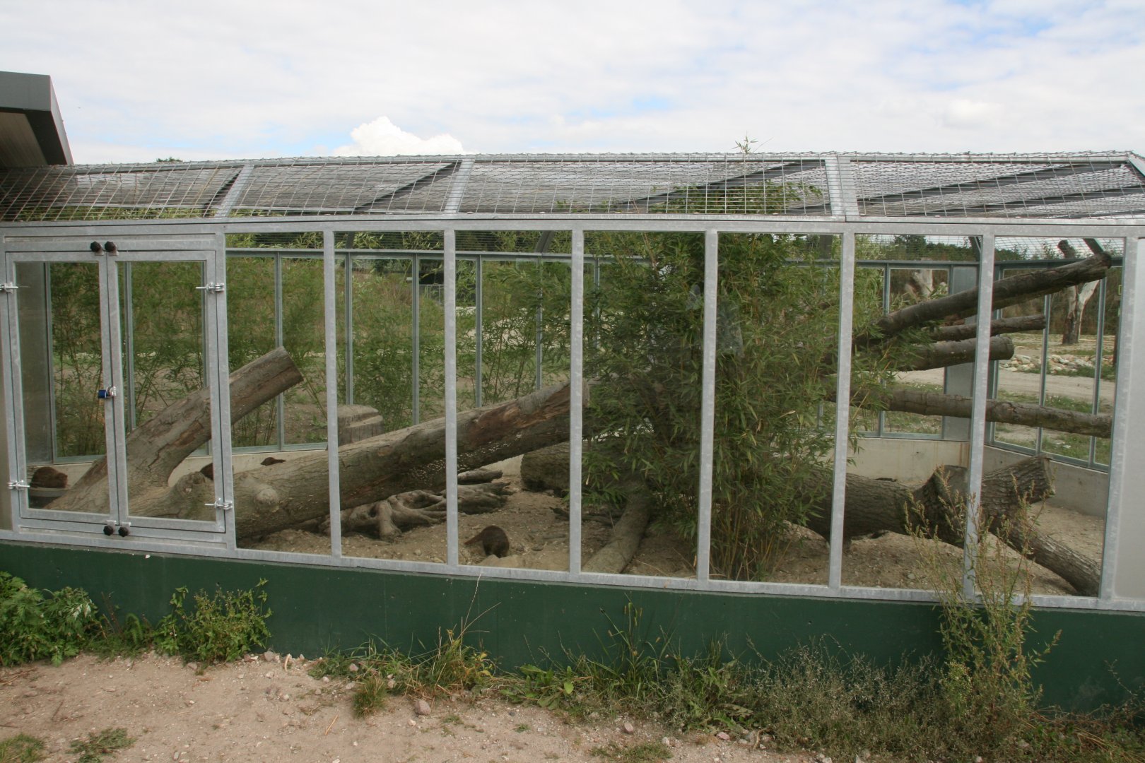 Kusimanse outdoor enclosure