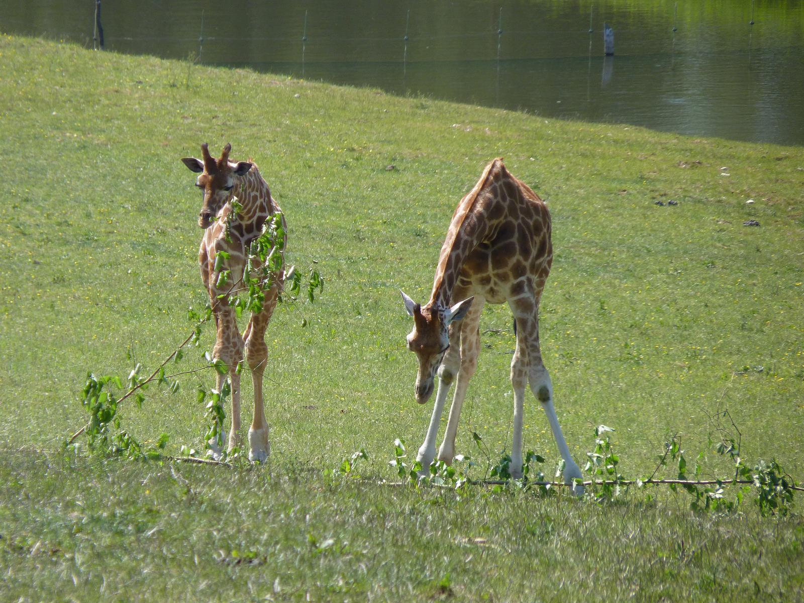 Kwame and Christa the Giraffes