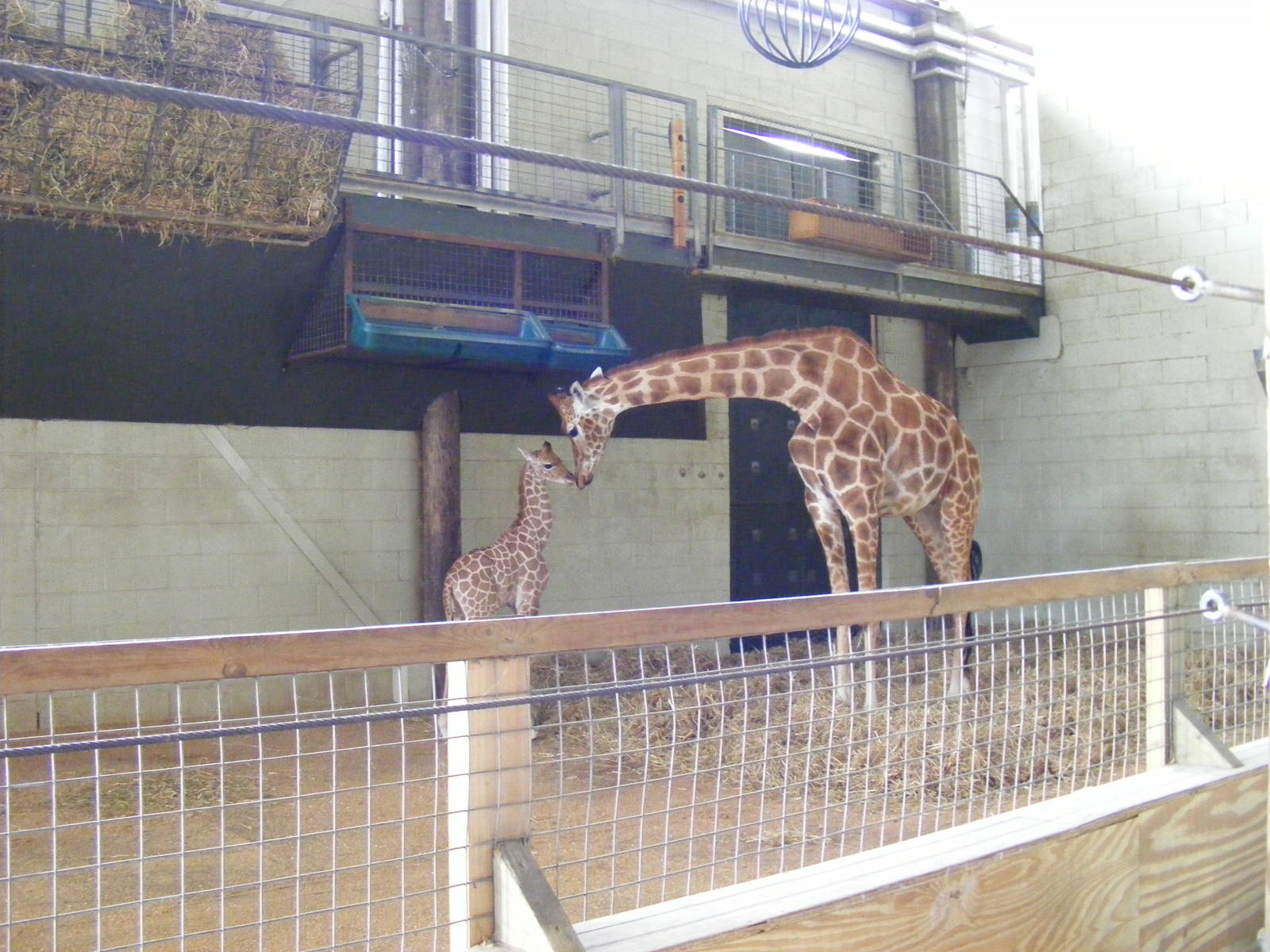 Kwame and Isabella the giraffes in Into Africa exhibit at Marwell Wildlife,