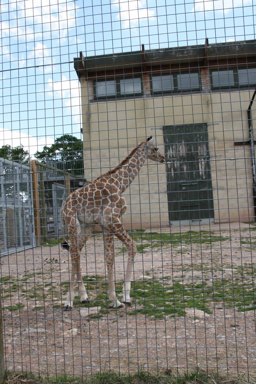 Kwame, Just 8 days old at Marwell Wildlife