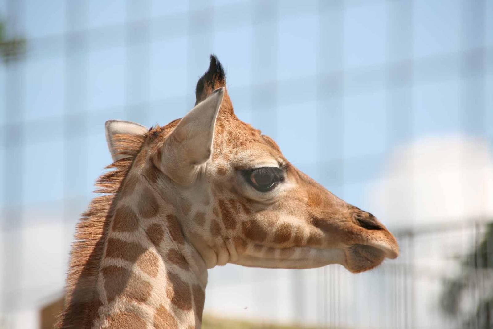 Kwame, Just 8 days old at Marwell Wildlife