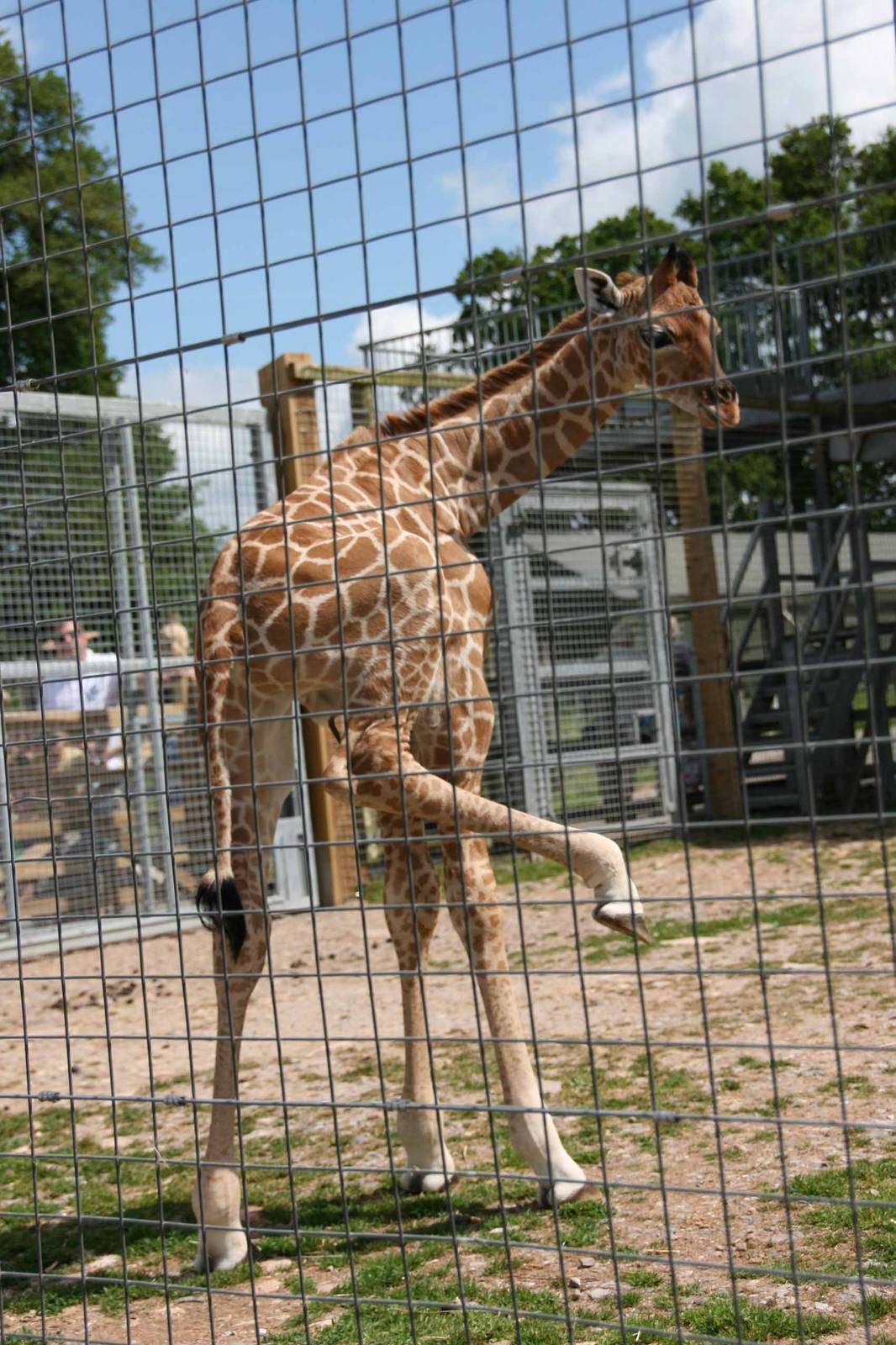 Kwame, Just 8 days old at Marwell Wildlife