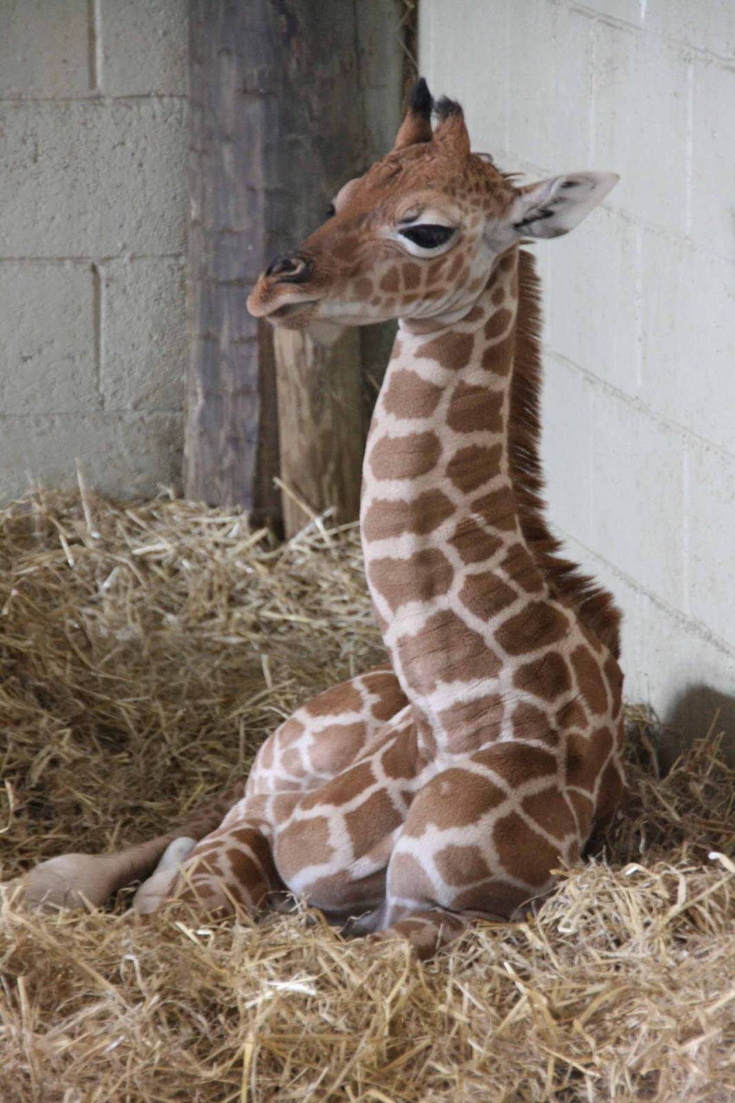 Kwame, Just 8 days old at Marwell Wildlife