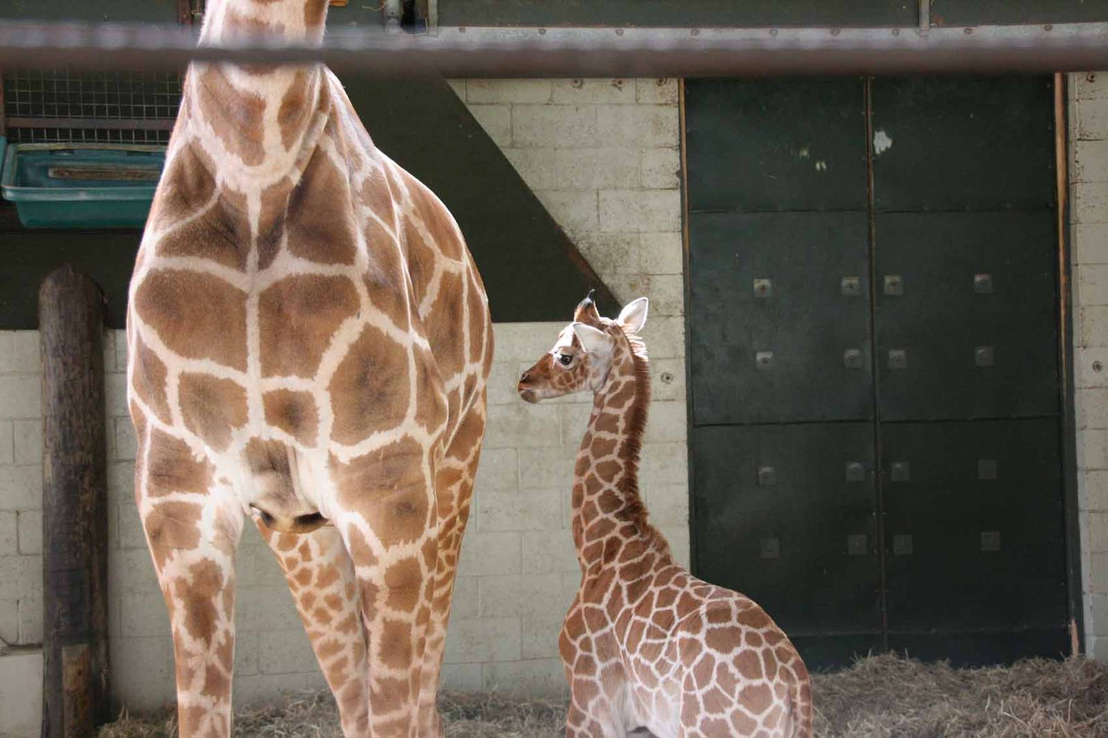 Kwame, Just 8 days old at Marwell Wildlife