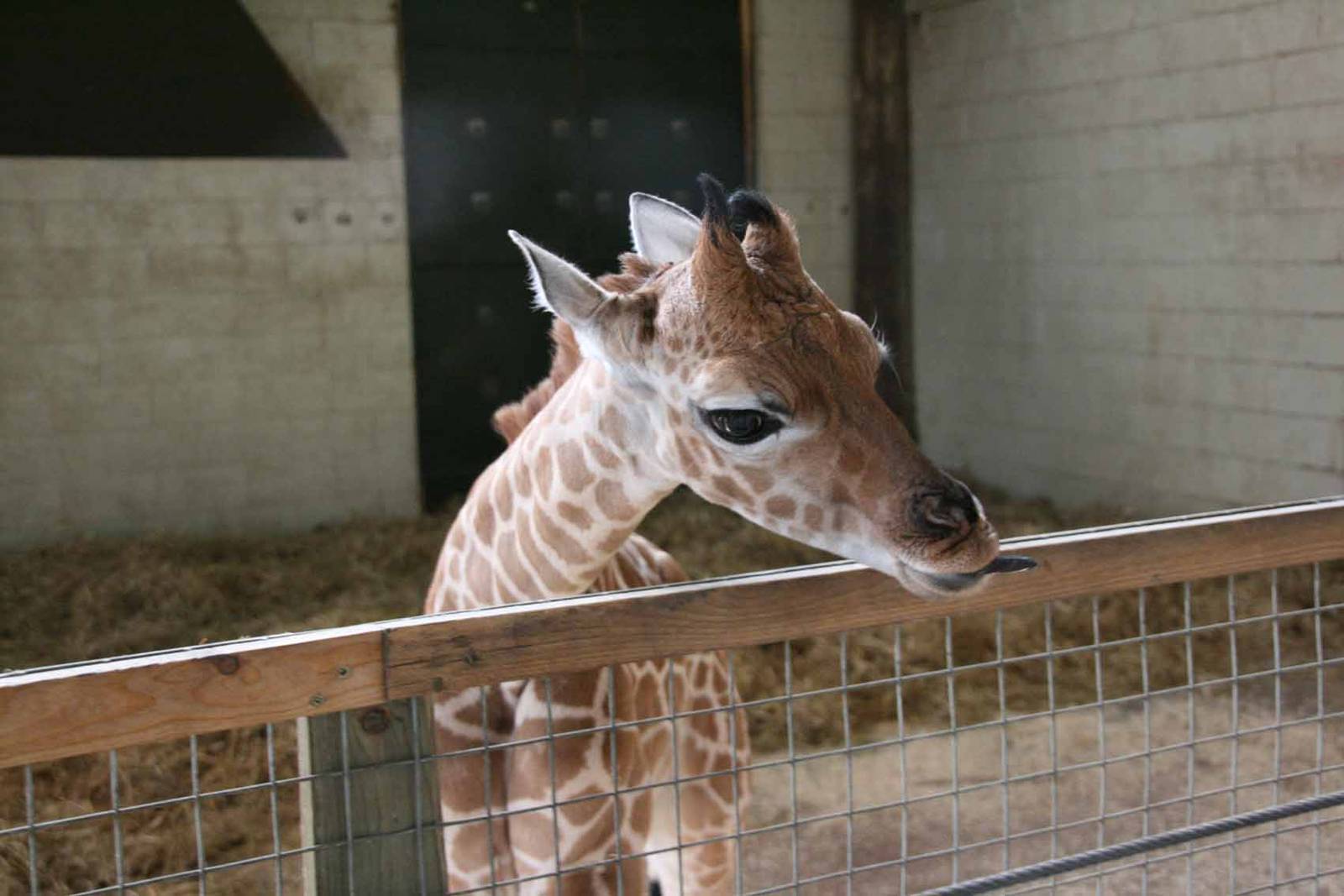Kwame, Just 8 days old at Marwell Wildlife