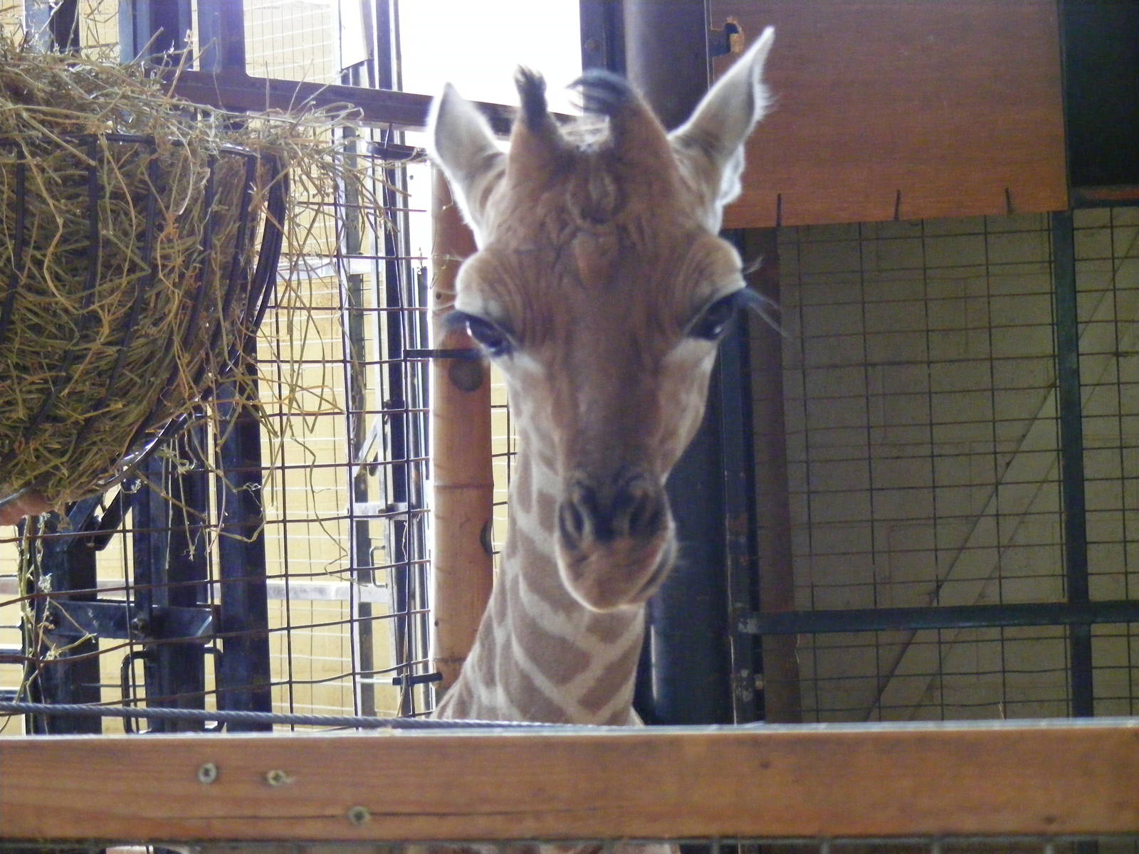 Kwame the giraffe in Into Africa exhibit at Marwell Wildlife, 12 June 2009