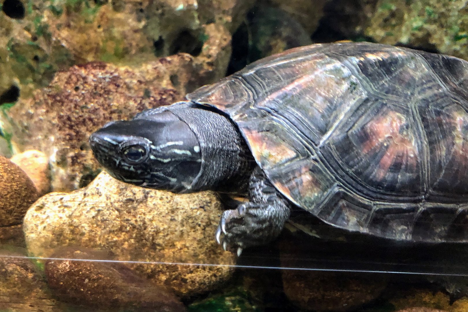 Kwangtung River Turtle