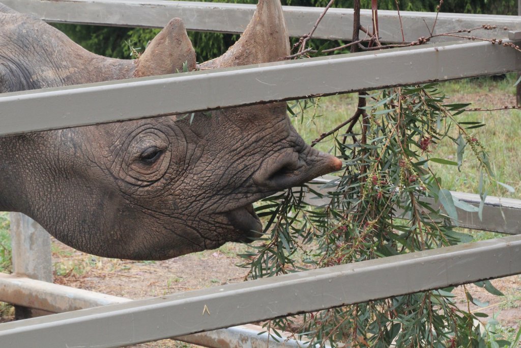 Kwanzaa gets an enrichment feed