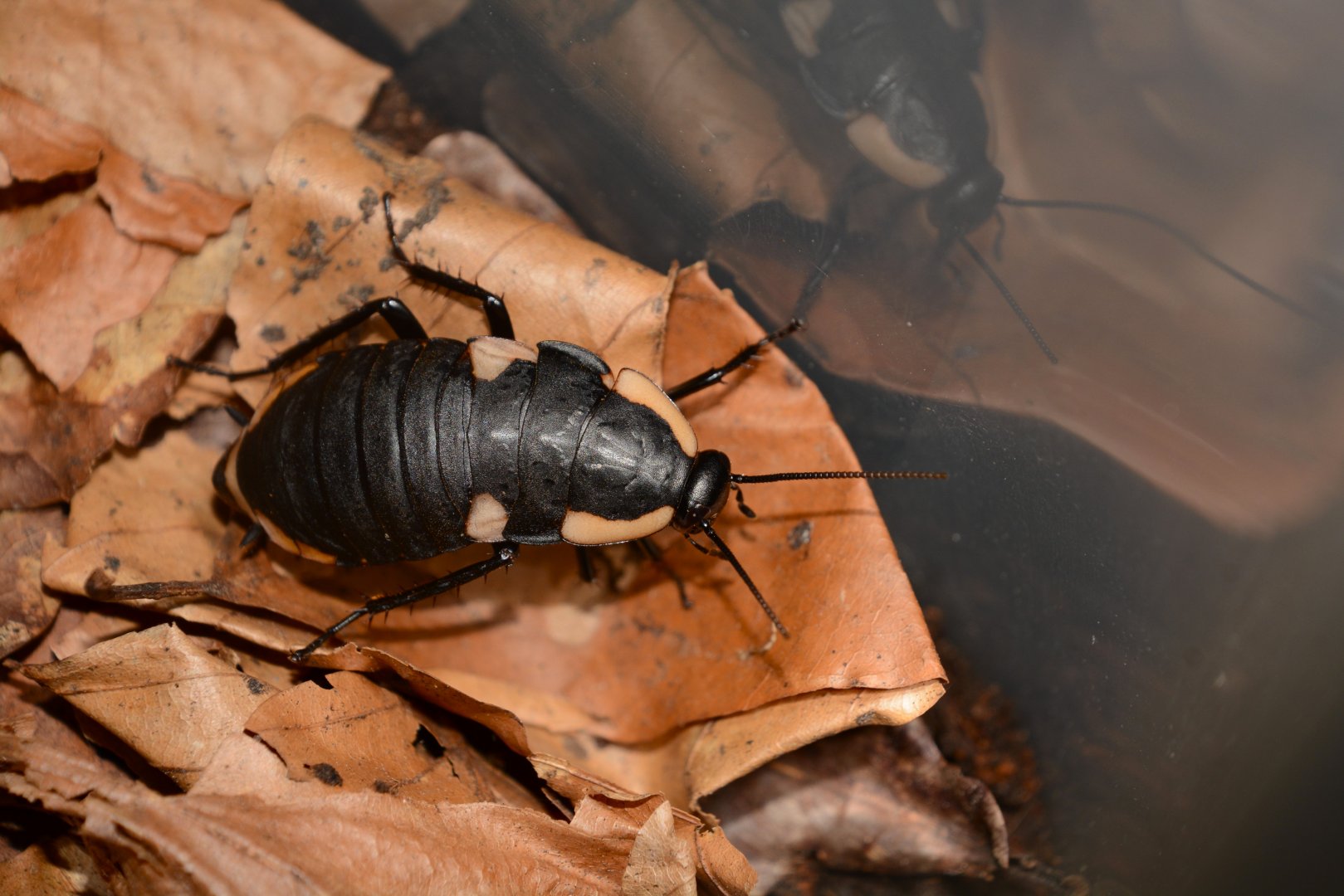 KwaZulu-Natal hunchback roach (Deropeltis sp.)