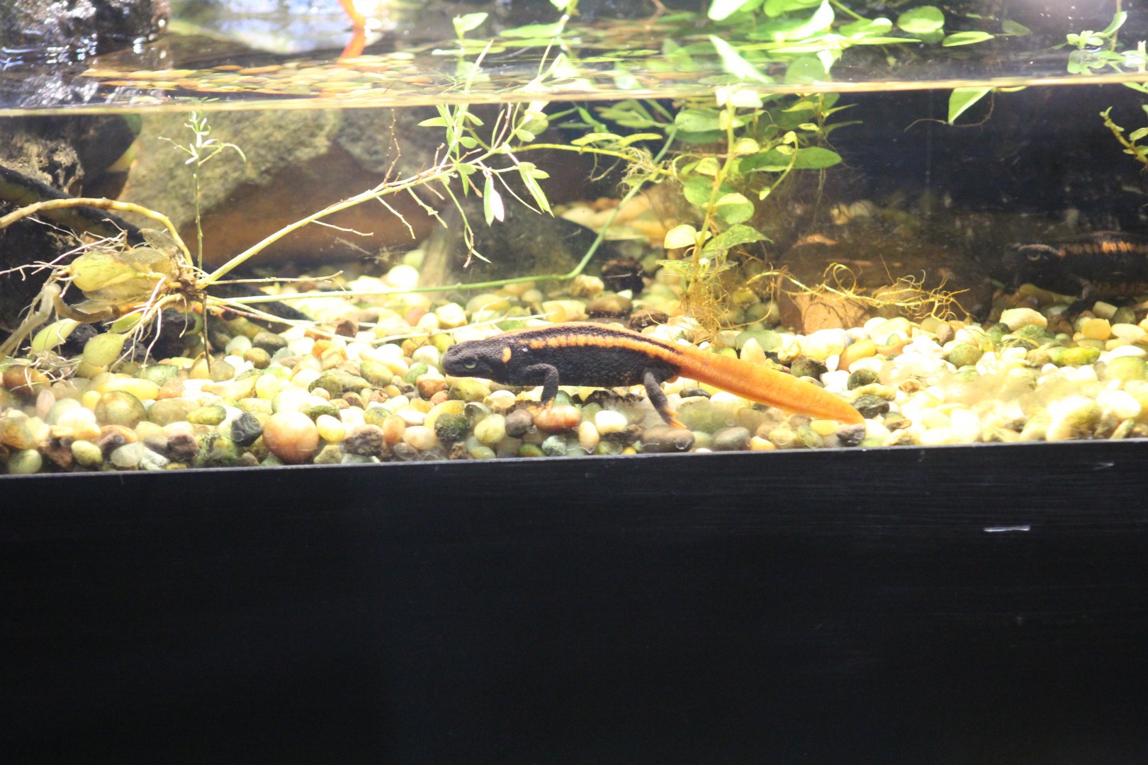 Kweichow Crocodile Newt