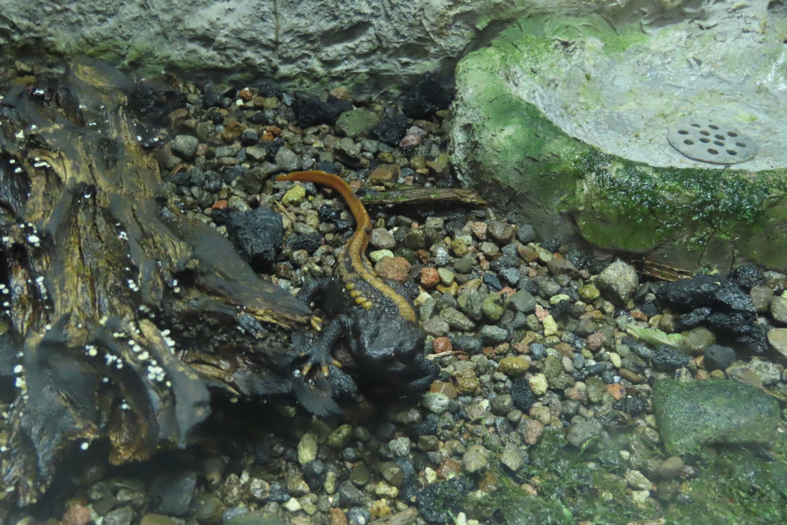 Kweichow crocodile newt
