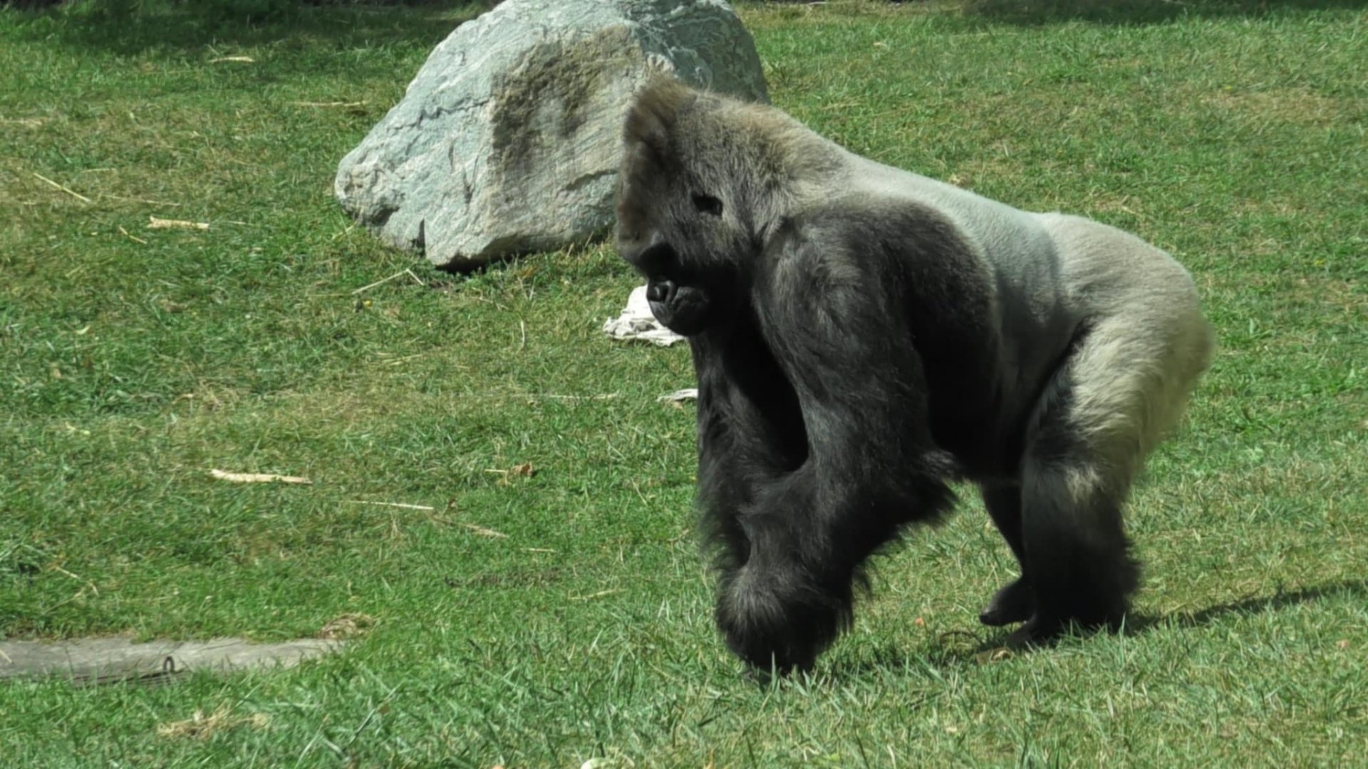 Kwisha the Silverback again