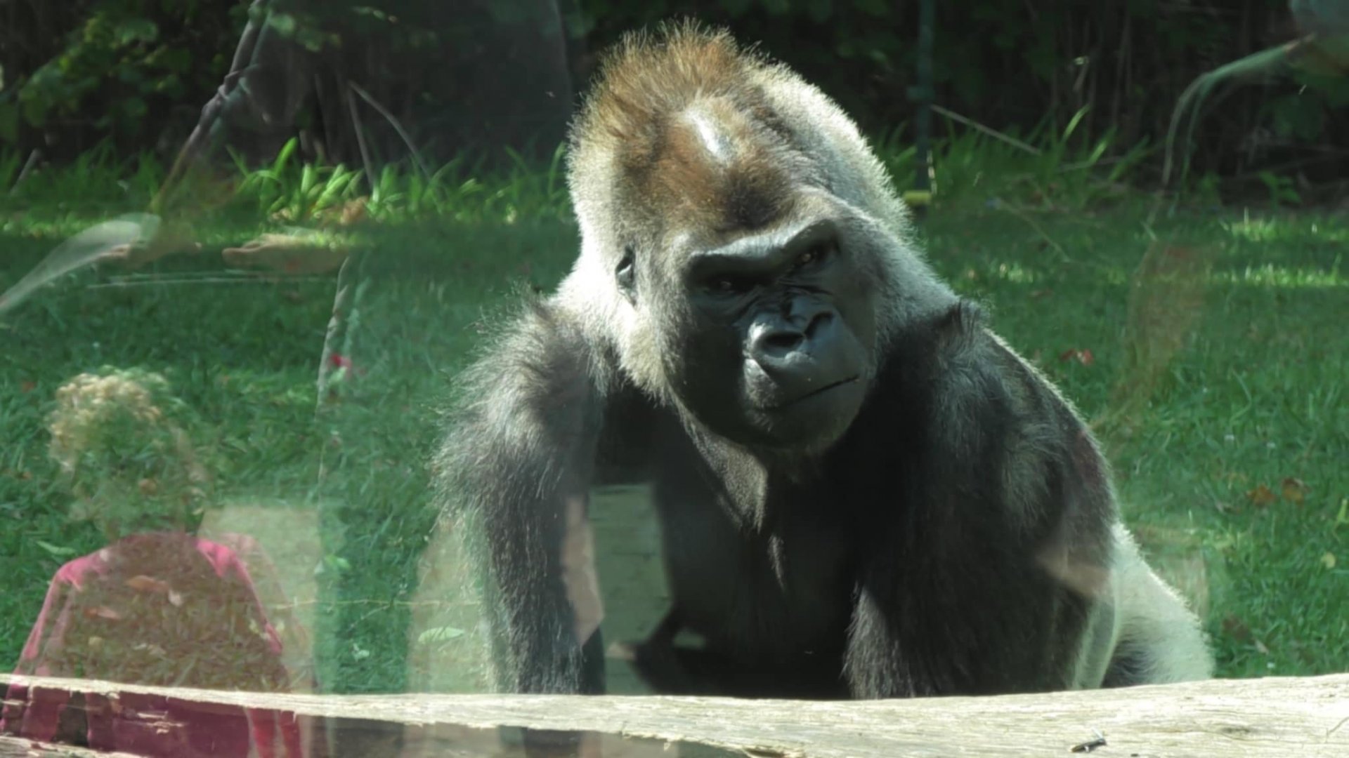 Kwisha the Silverback