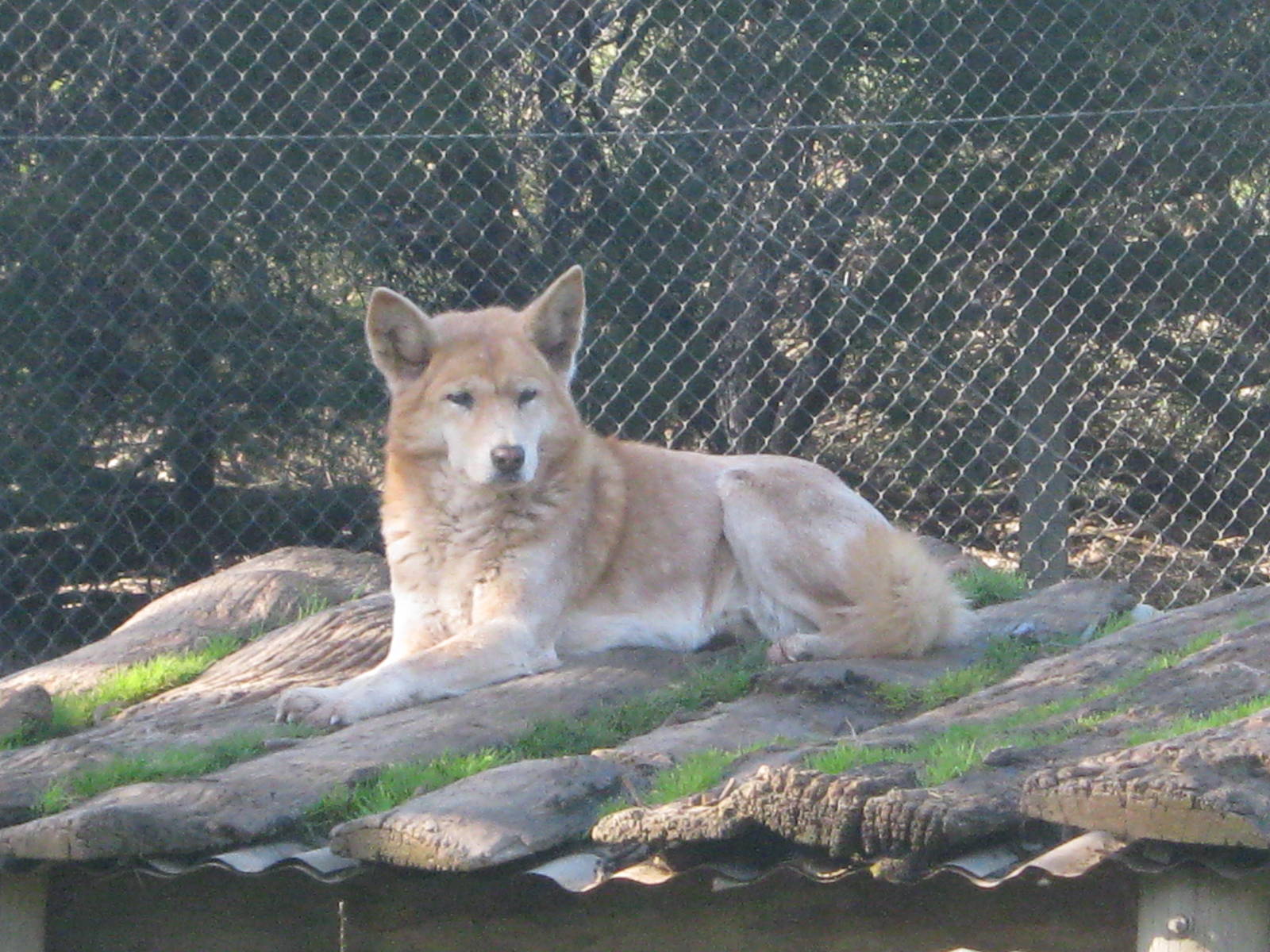 Ky the Dingo