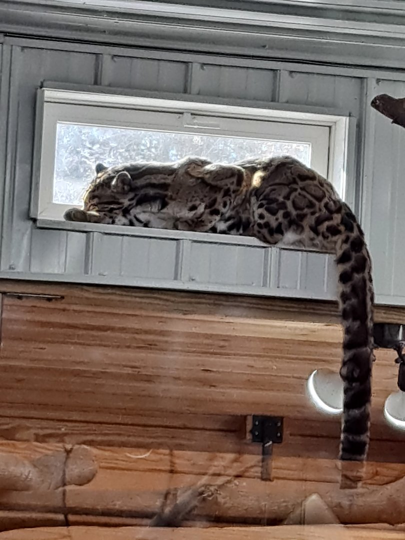 Kya the Mainland Clouded Leopard (1/25/25)