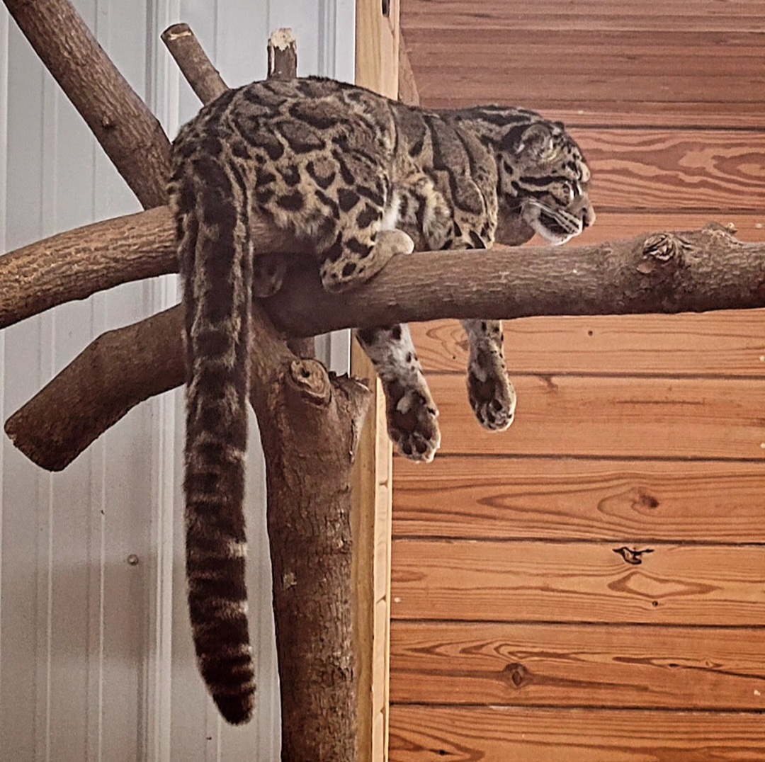 Kya the Mainland Clouded Leopard (1/25/25)