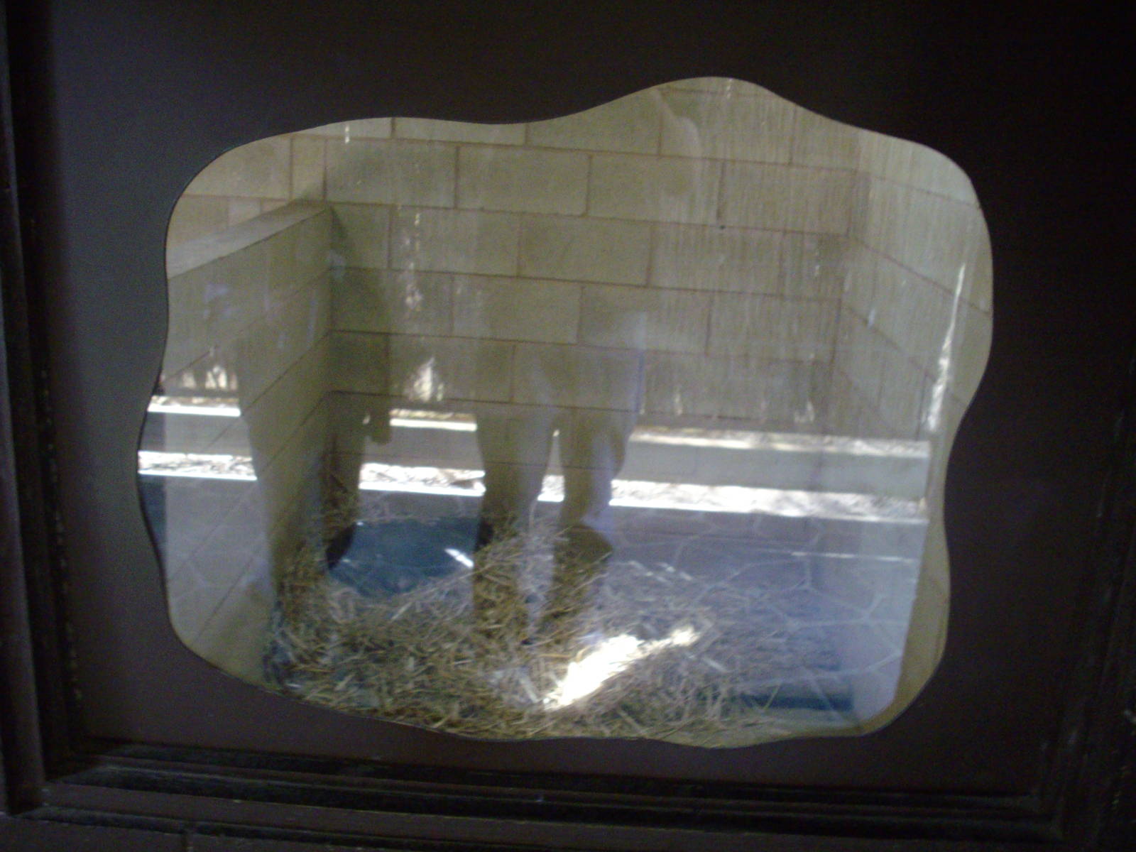 Kyabram Fauna Park Wombat Indoor exhibit