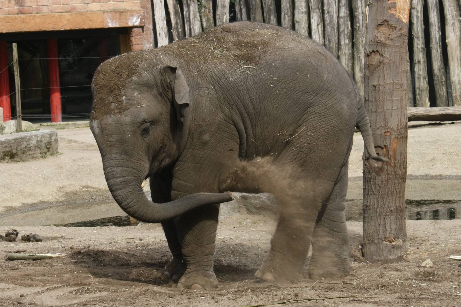 Kyan, 2 1/2 year old elephant.