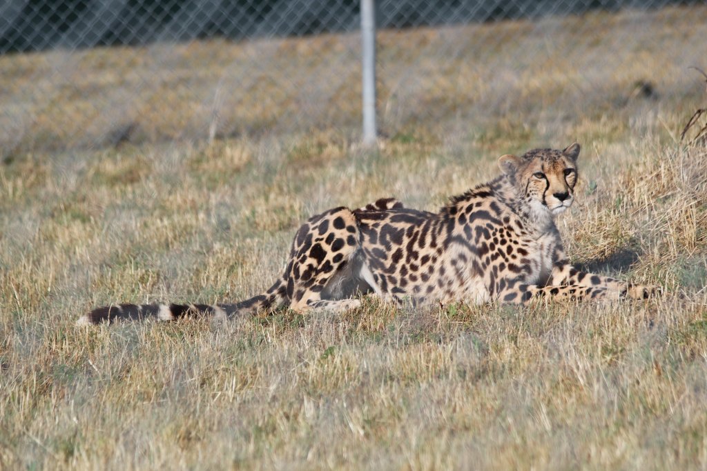 Kyan the King Cheetah