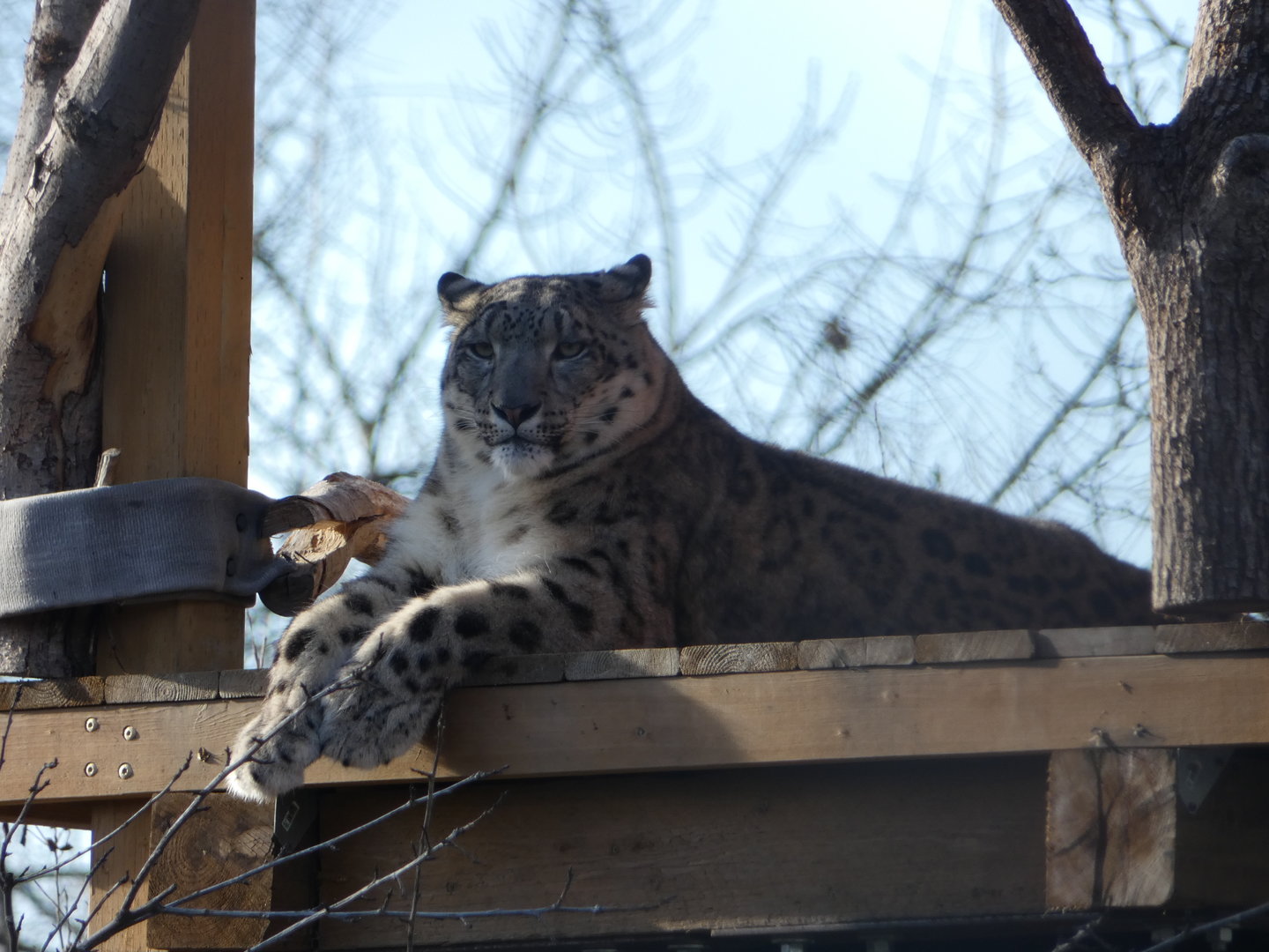 Kyanada (Snow leopard)