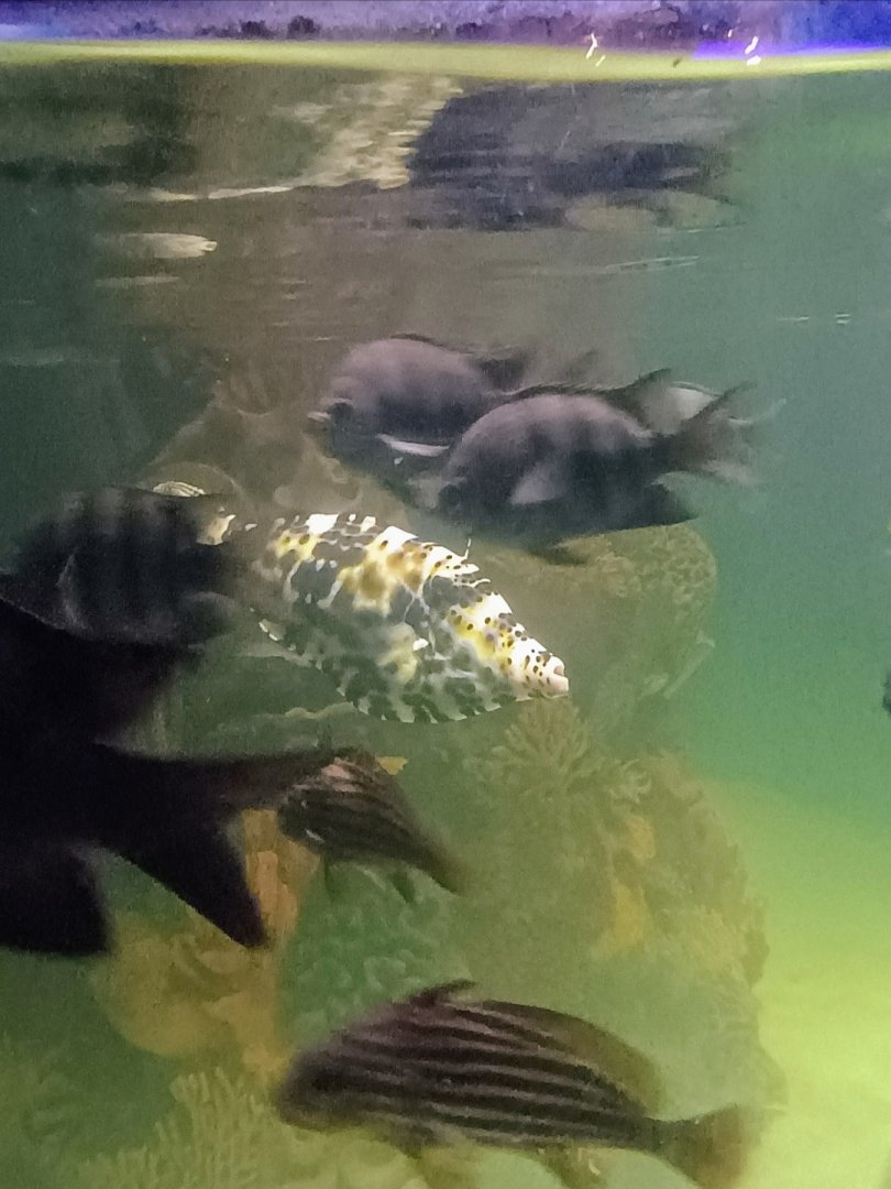 Kyle and Friends (6/21/25)