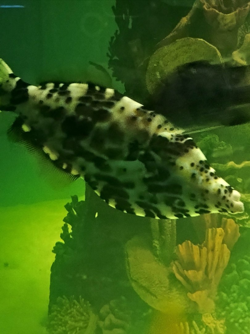 Kyle the Scrawled Filefish (6/21/25)