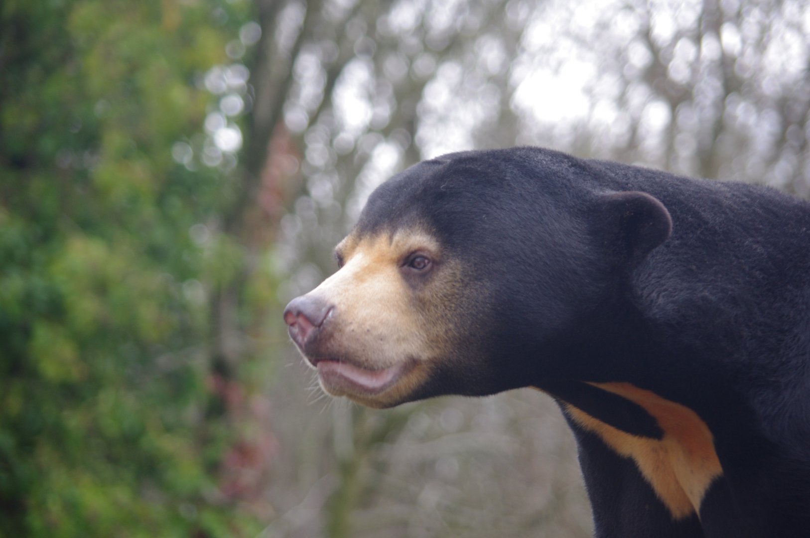 Kyra- female Sun Bear- 23/2/2024