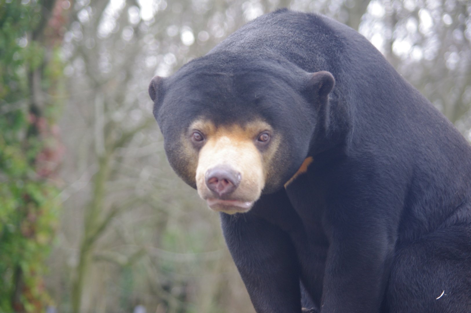 Kyra- female Sun Bear- 23/2/2024