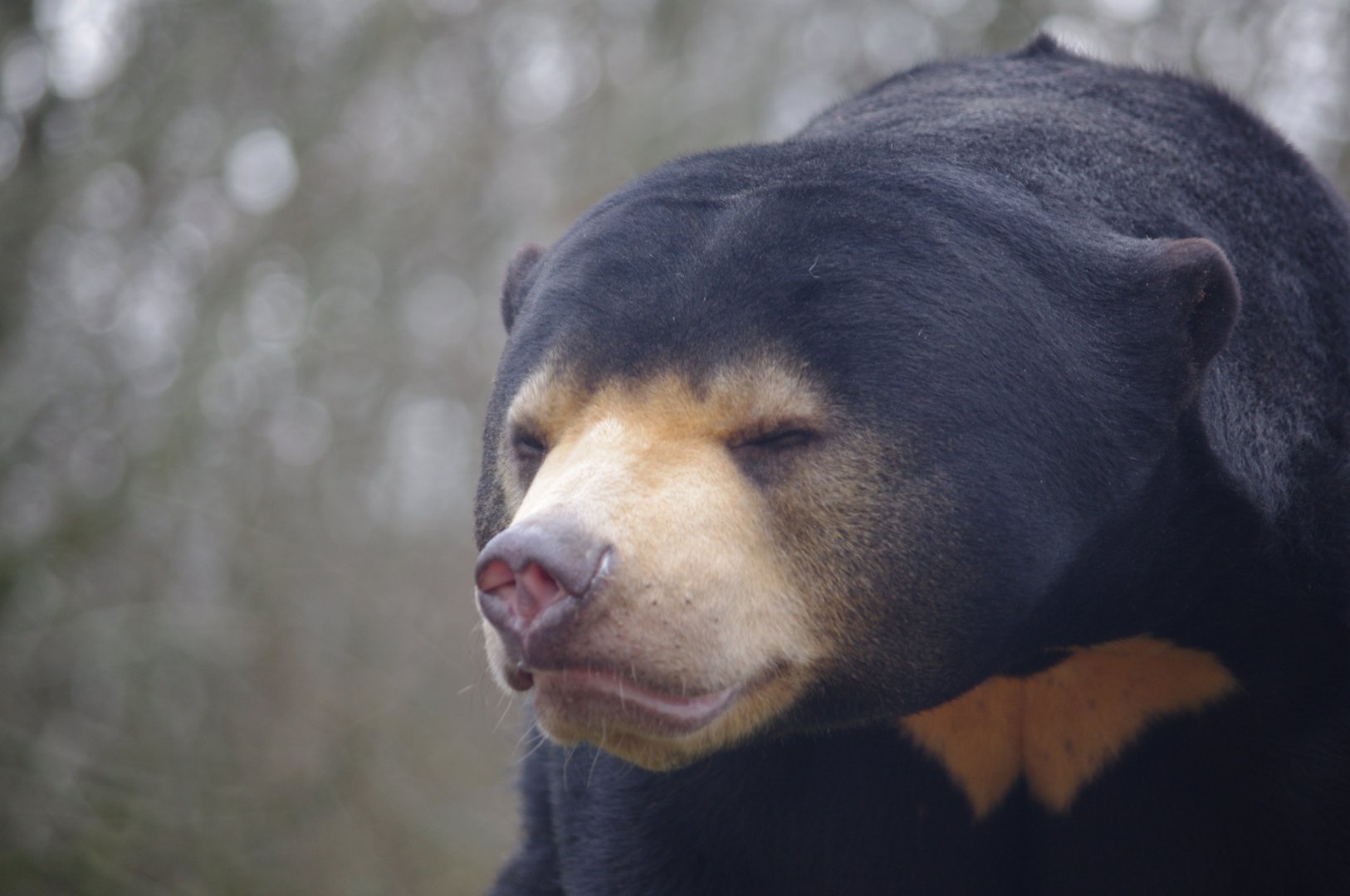 Kyra- female Sun Bear- 23/2/2024