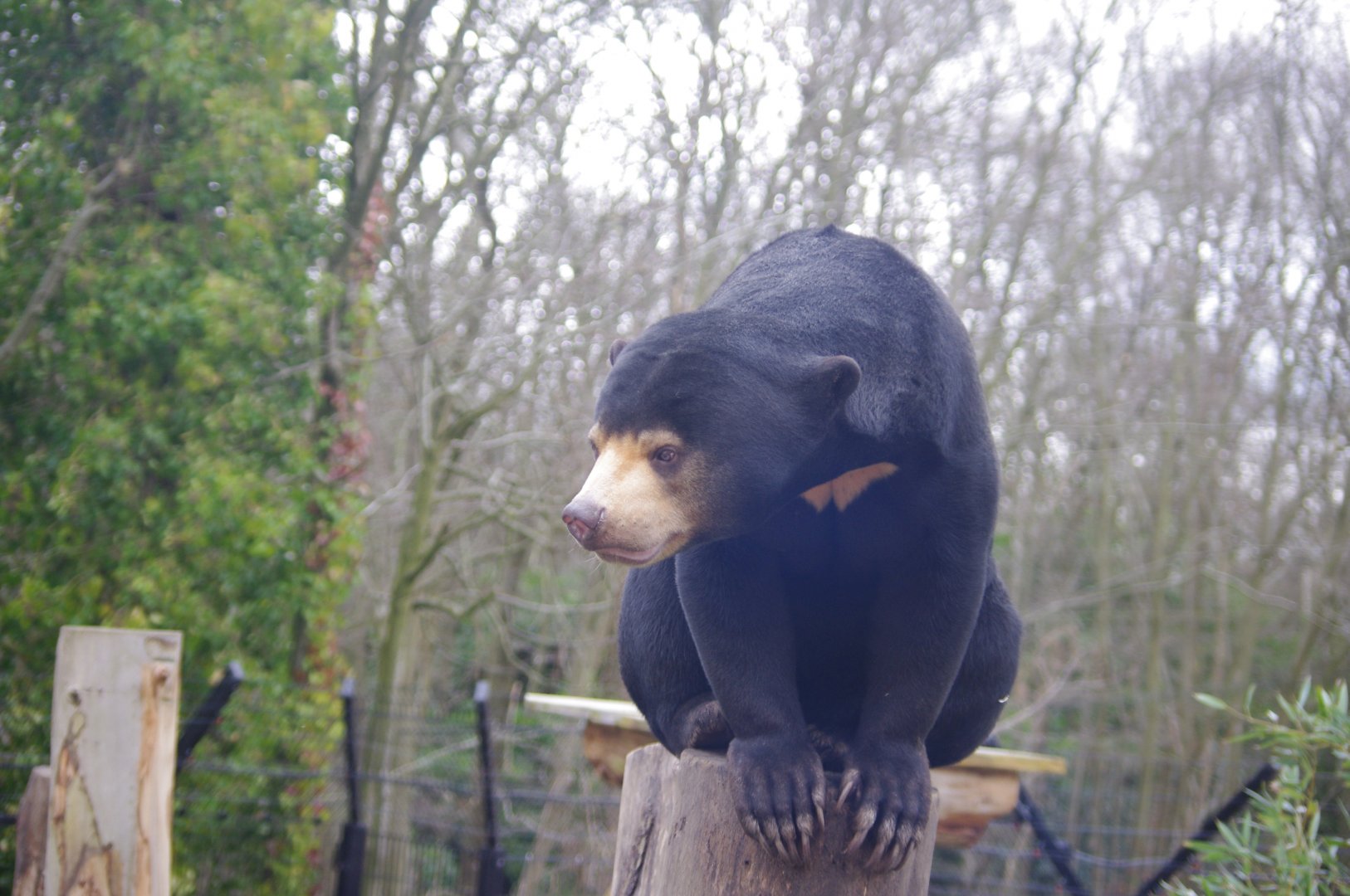 Kyra- female Sun Bear- 23/2/2024