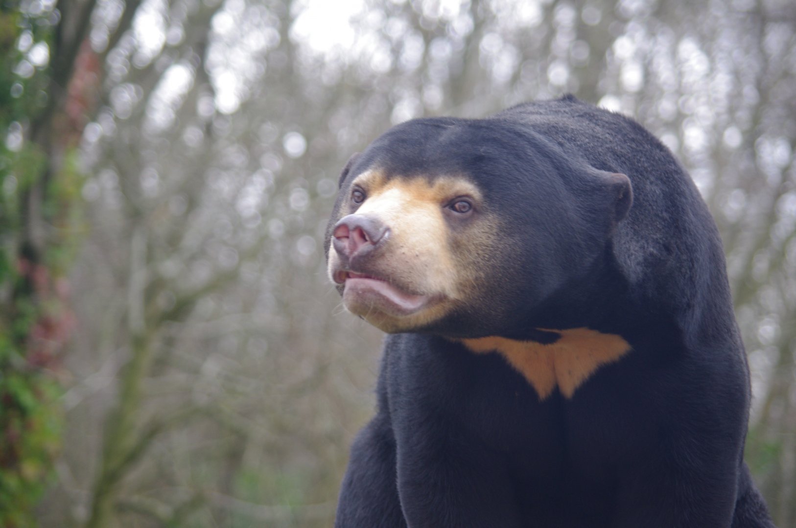 Kyra- female Sun Bear- 23/2/2024