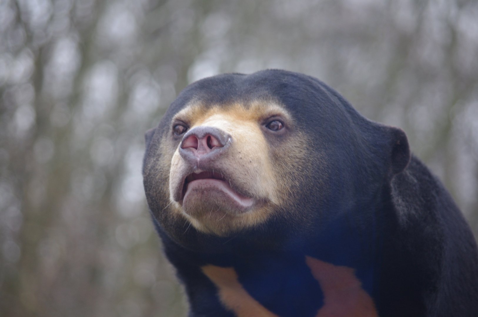Kyra- female Sun Bear- 23/2/2024