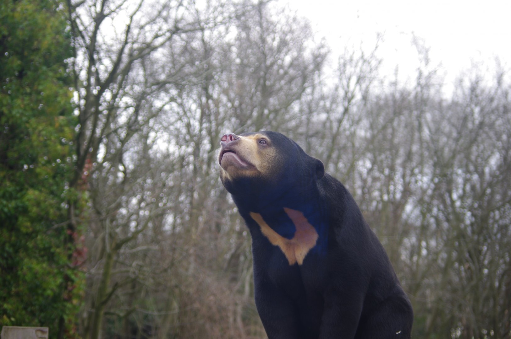 Kyra- female Sun Bear- 23/2/2024