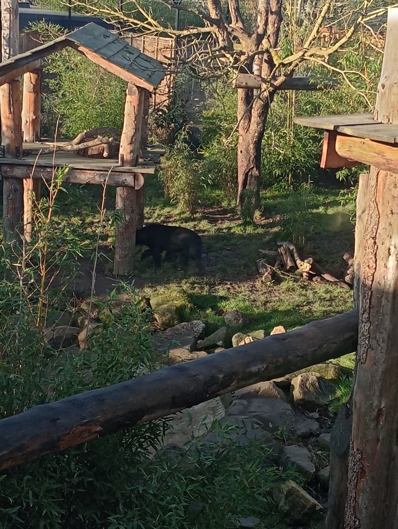 Kyra, first sun bear to be born in the UK