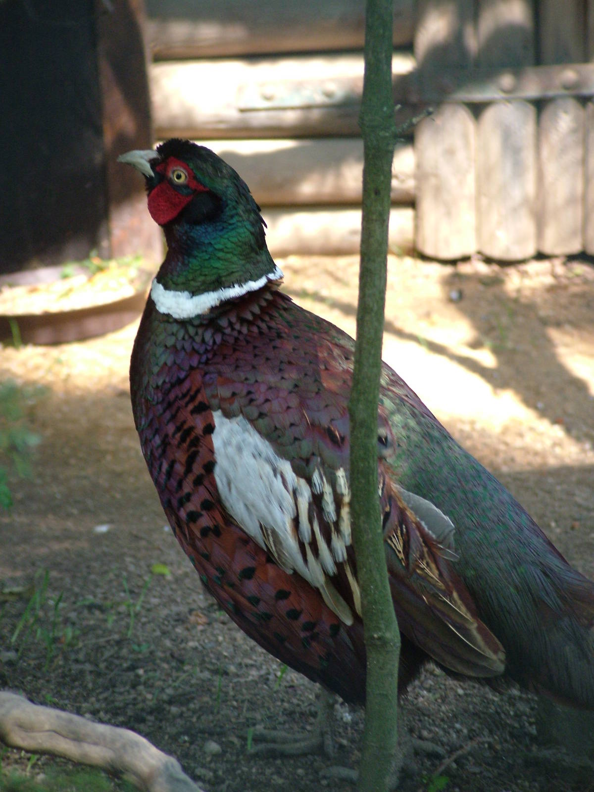 Kyrgyz Pheasant at Plzen, 25/05/10