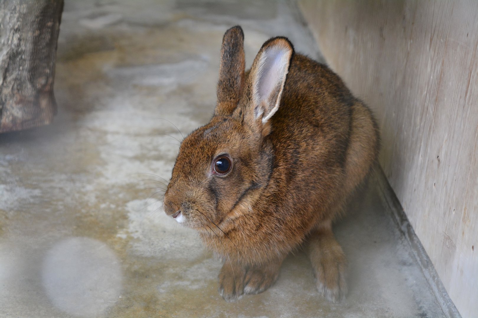 Kyushu hare (Lepus brachyurus brachyurus)