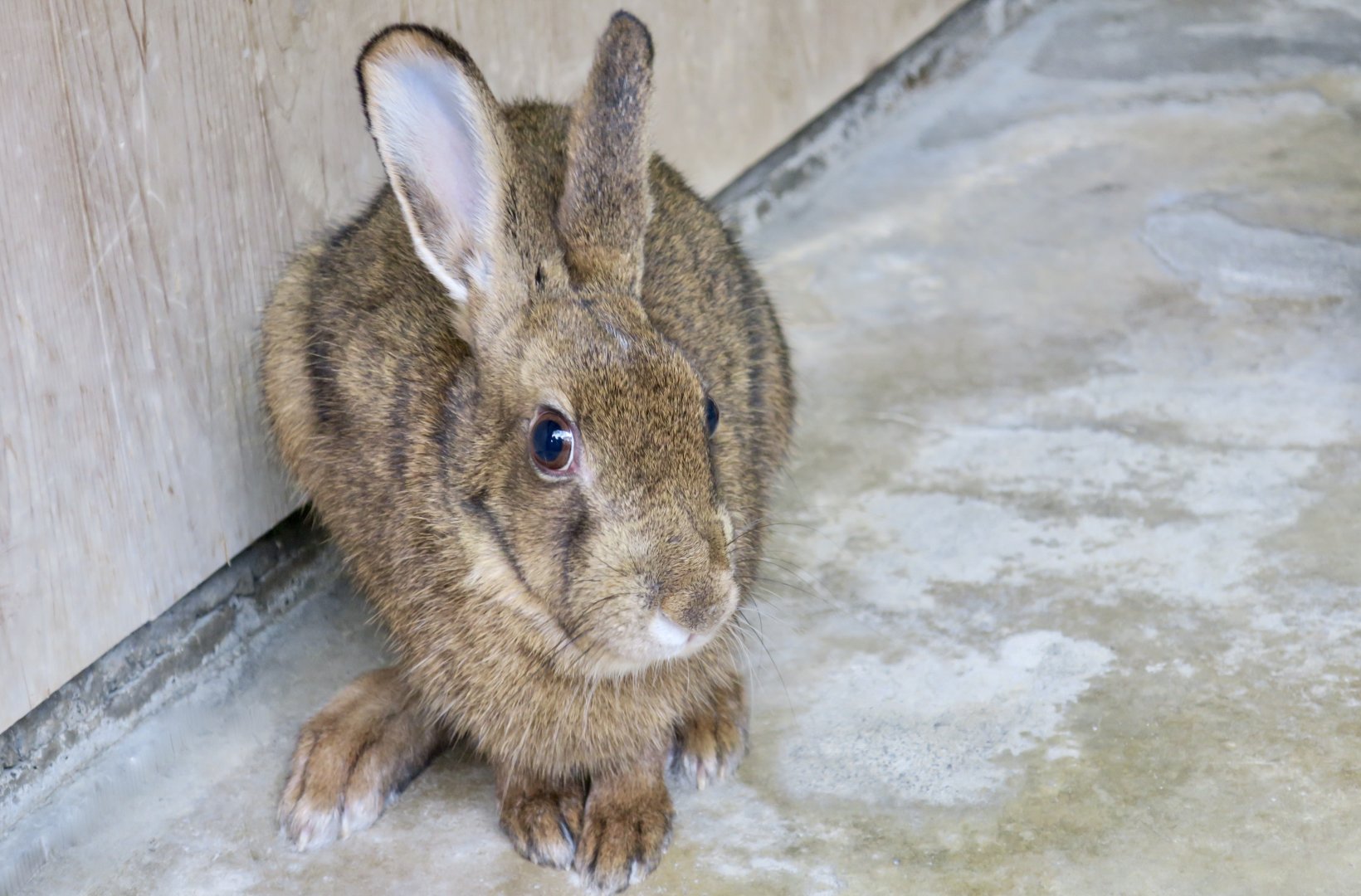 Kyushu Hare (Lepus brachyurus brachyurus)