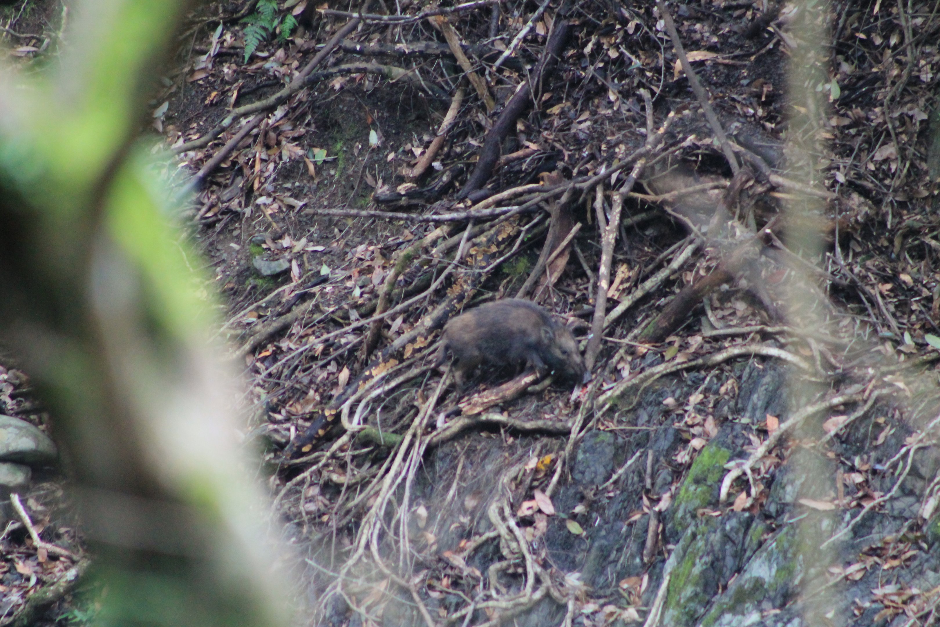 Kyushu Wild Pig (Sus scrofa leucomystax)