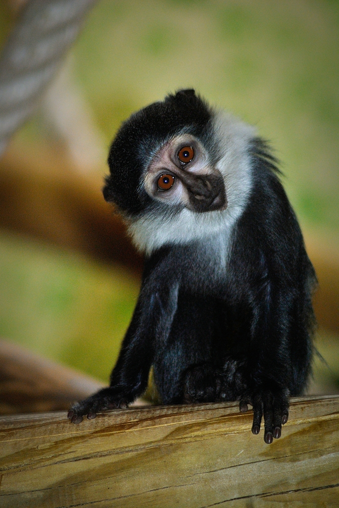 L?Hoest?s guenon