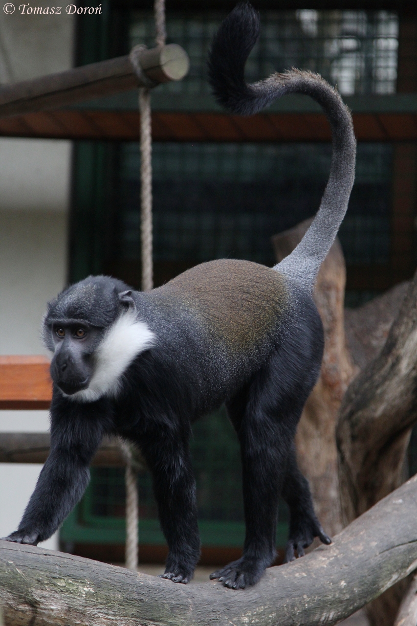 L?Hoest?s Monkey (Cercopithecus lhoesti)