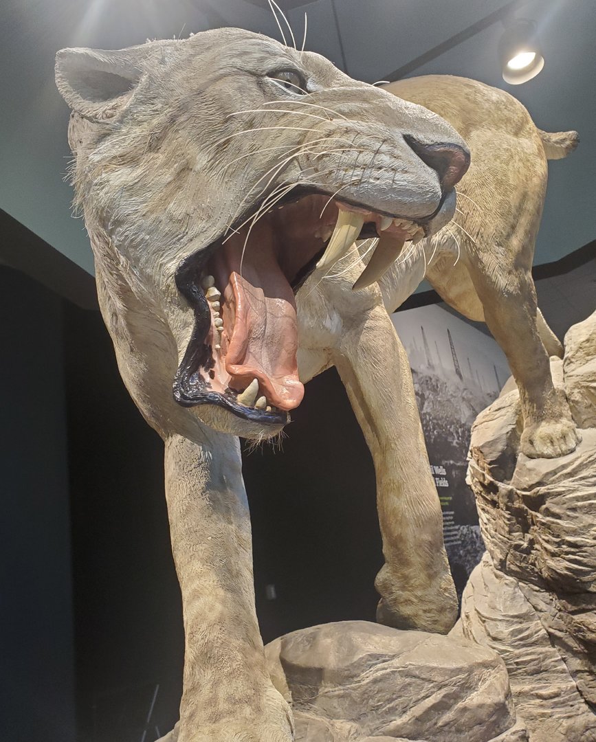 La Brea - Homotherium serum