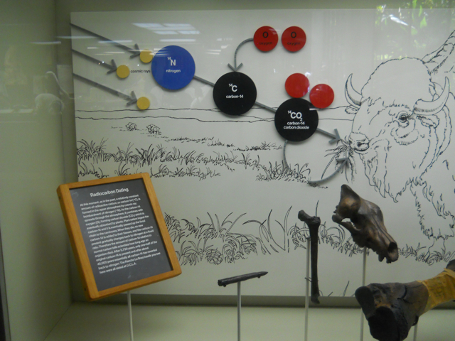 La Brea radiocarbon dating explained