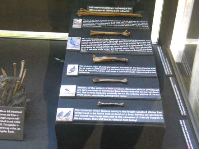 La Brea tar pit bird bones