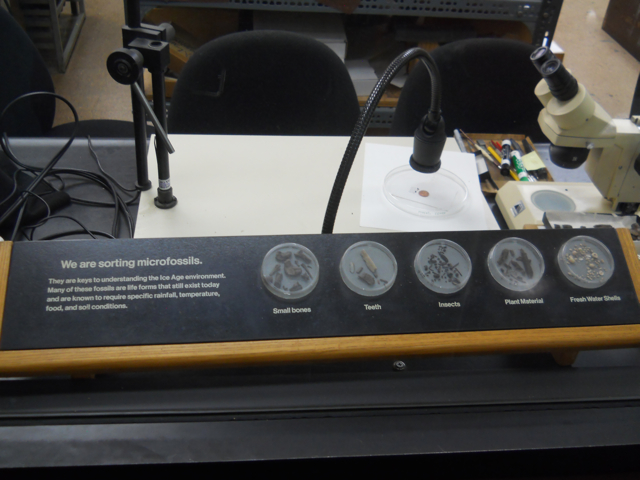 La Brea tar pit microfossils