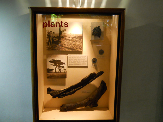 La Brea tar pit plants