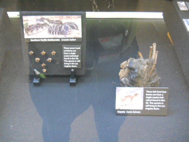 La Brea tar pit Southern Pacific rattlesnake and coyote bones