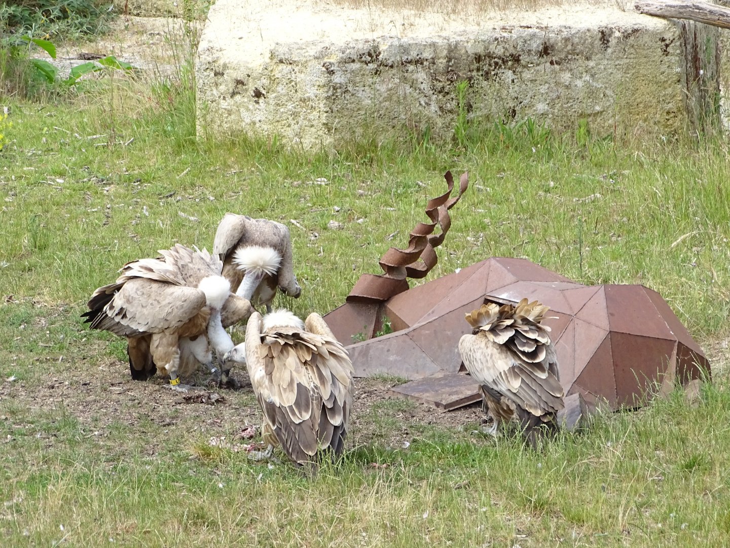 La curée des vautours