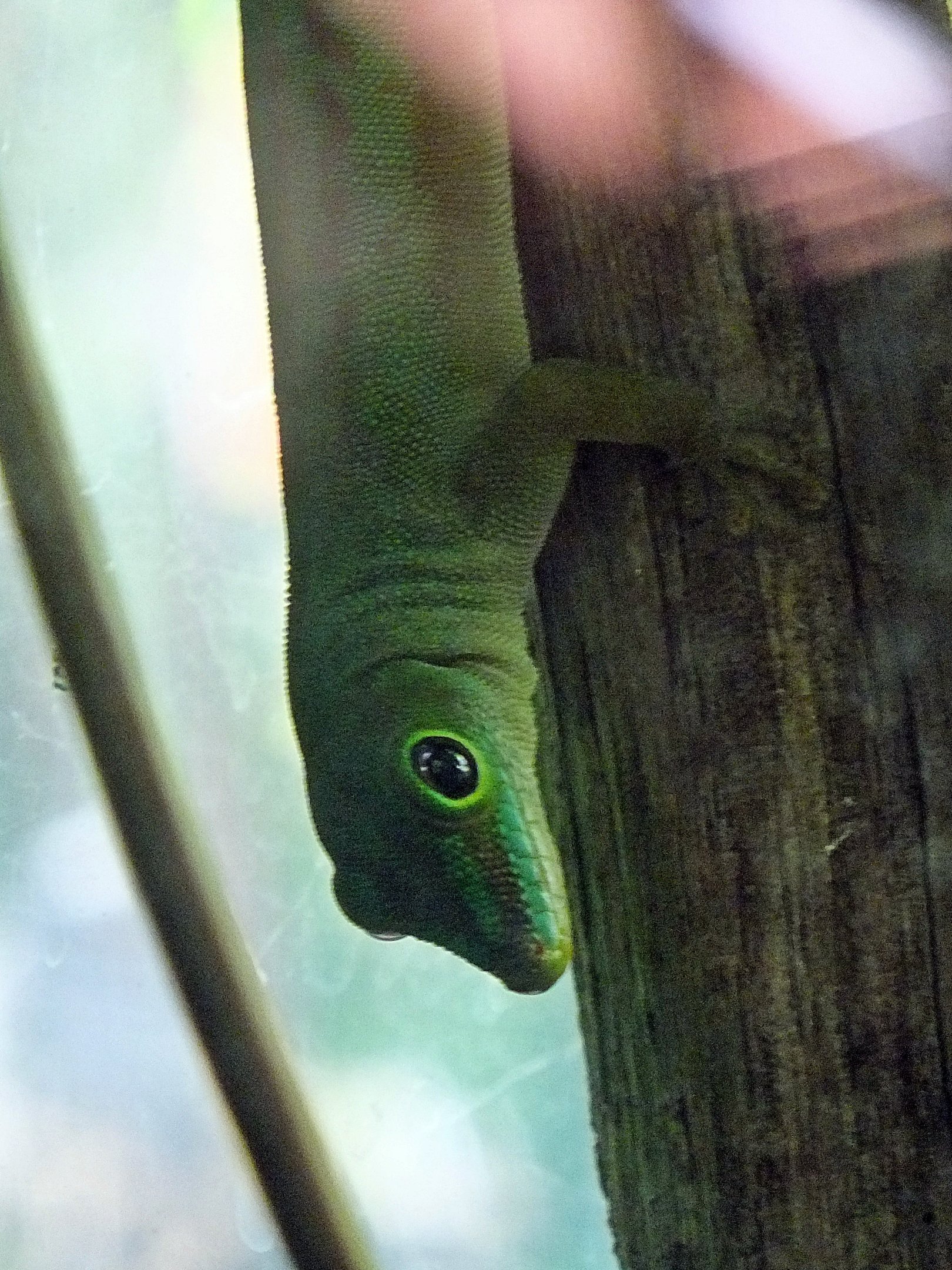 La Digue day gecko