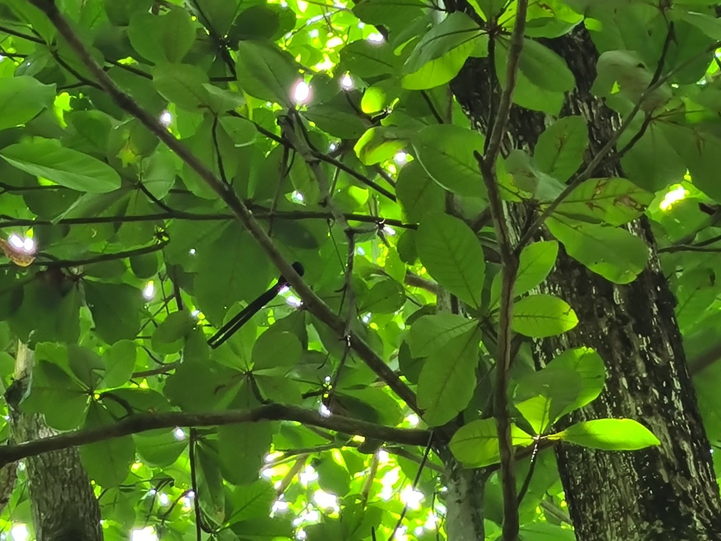 La Digue - (far away) Seychelles paradise flycatcher