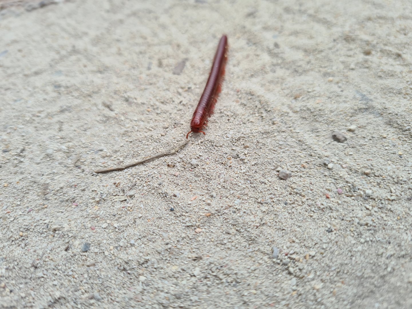 La Digue - Rusty millipede (Trigoniulus corallinus)
